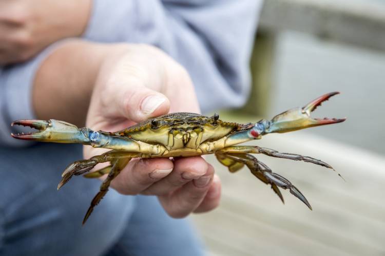 Kid holding a crab during crabbing adventure