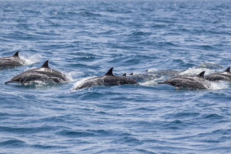 Pod of bottlenose dolphins