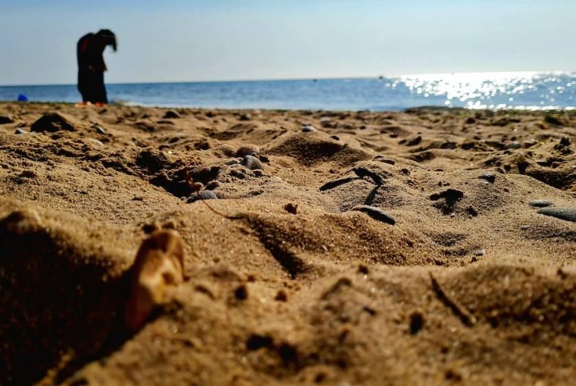 Shells and shark teeth in the sand